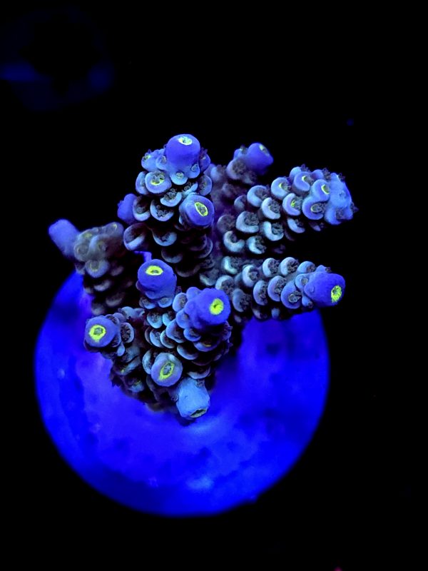 SBB "Ocean Og" Acro Large Multibranch Colony