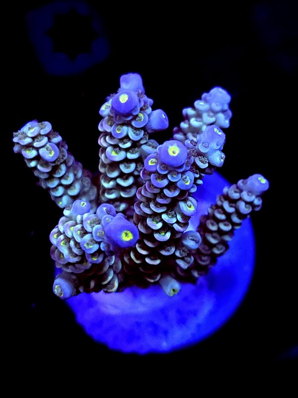 SBB "Mystery Signature" Acro Large Multibranch Colony