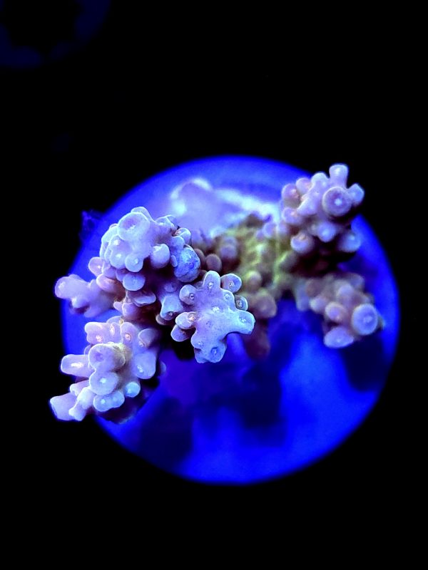 SBB "Banana Monkey" Acro Medium Multibranch Colony