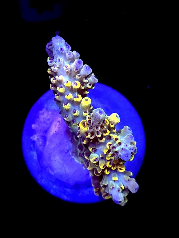 SBB "Bumble Bee" Acro Medium 2 Branch Colony