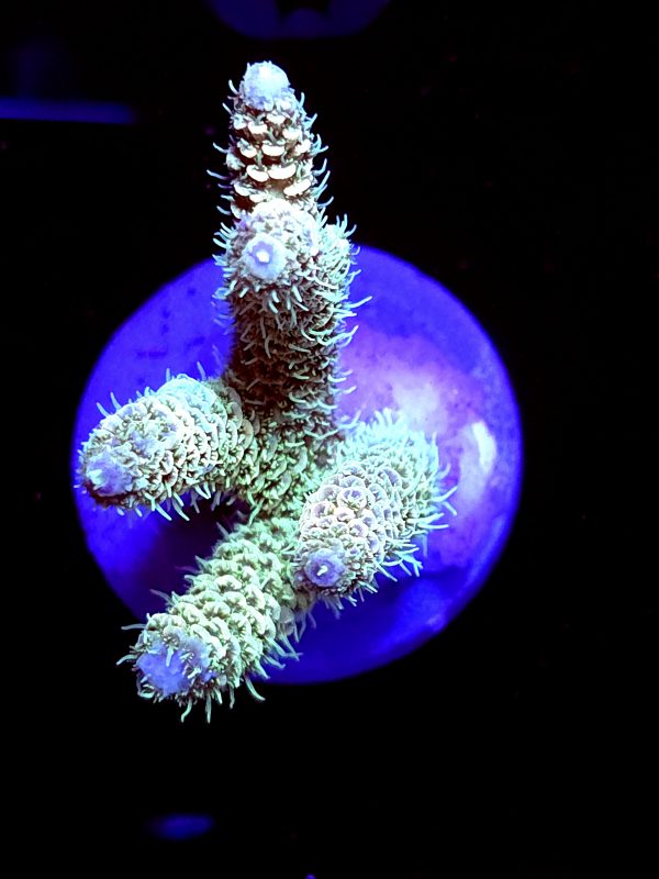 SBB "Pain Killer Punch" Acro Large Multibranch Colony