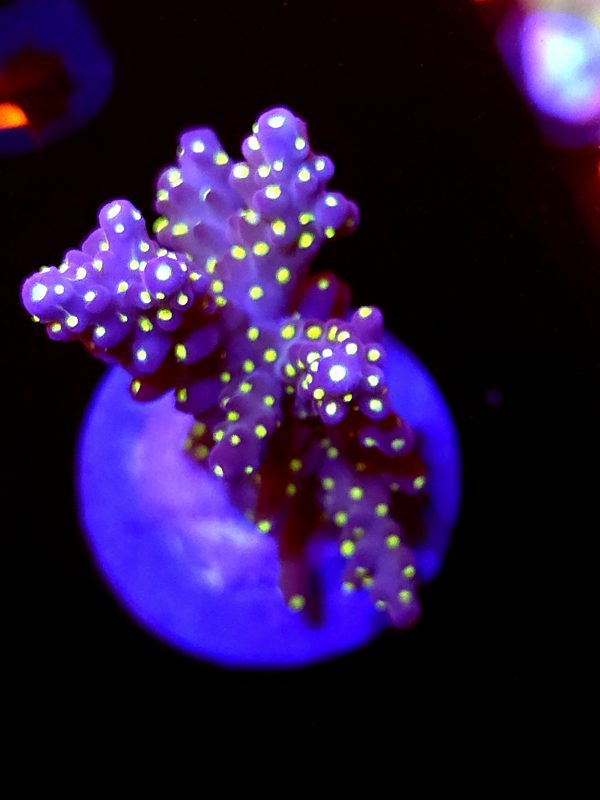 SBB "Mystery Signature" Acro Large Multibranch Colony