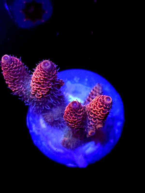 SBB "Snuggle Berry" Acro Large Multibranch Colony