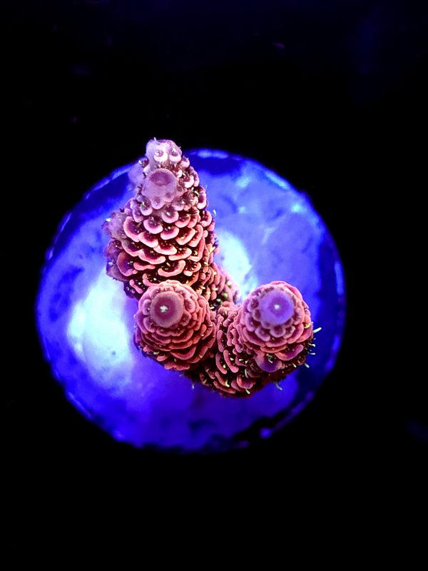 SBB "Blade Runner" Acro Medium Multibranch Colony