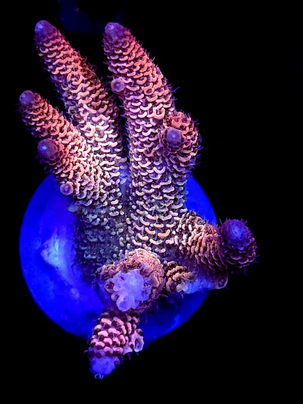 SBB "Double Rainbow" Acro Large Multibranch Colony