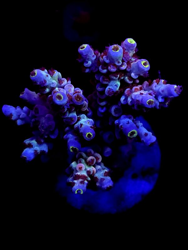 SBB "Mystery Signature" Acro Large Multibranch Colony