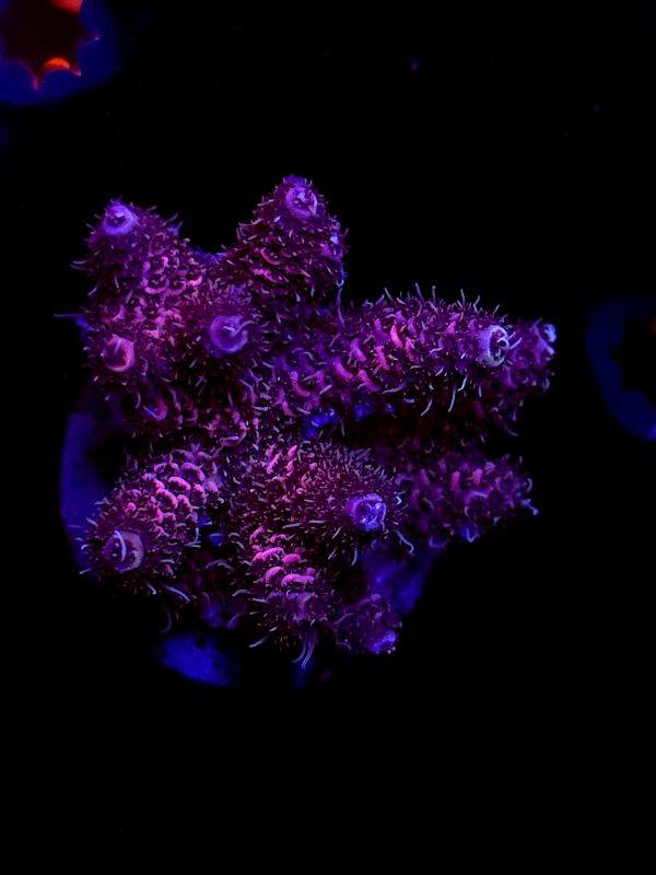 SBB "Molten Mango" Acro Large Multibranch Colony