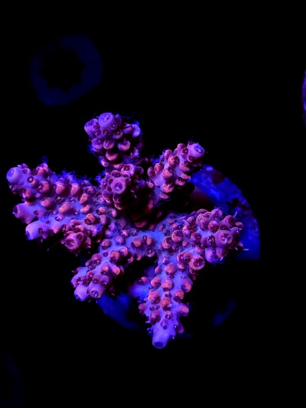 SBB "Gum Drop" Acro Large Multibranch Colony