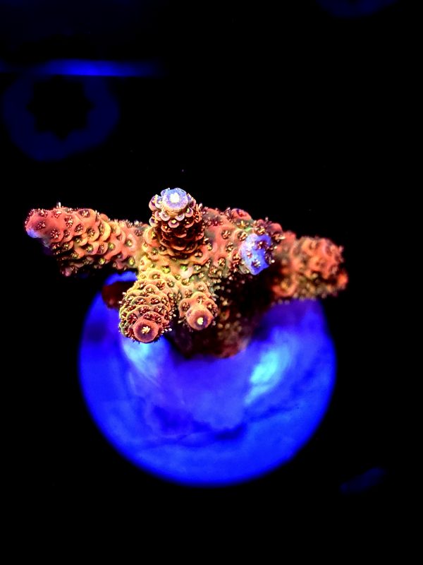 SBB "Mystery Signature" Acro Medium Chunky Colony
