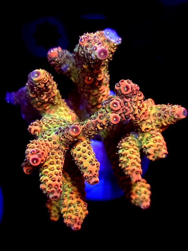 SBB "Orange Blast" Acro Xlarge Multibranch Colony
