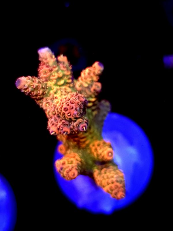 SBB "Orange Blast" Acro Large Multibranch Colony