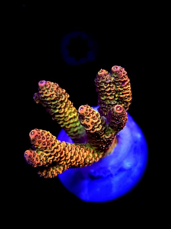 SBB "Orange Blast" Acro Large Multibranch Colony