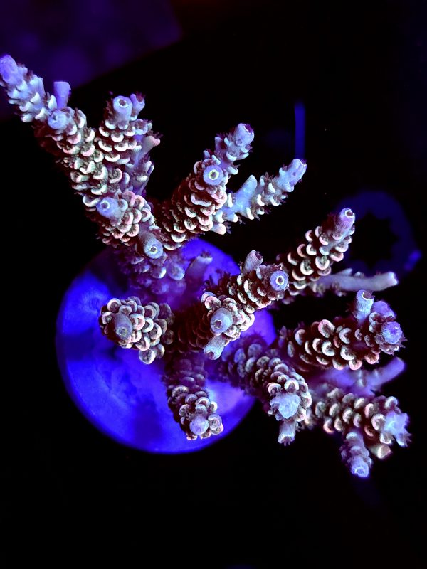 SBB "Gum Drop Glow" Acro Xlarge Multibranch Colony