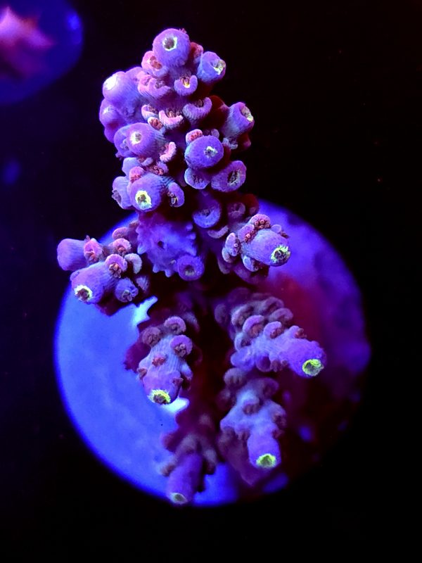 SBB "Jelly Twist" Acro Large Multibranch Colony