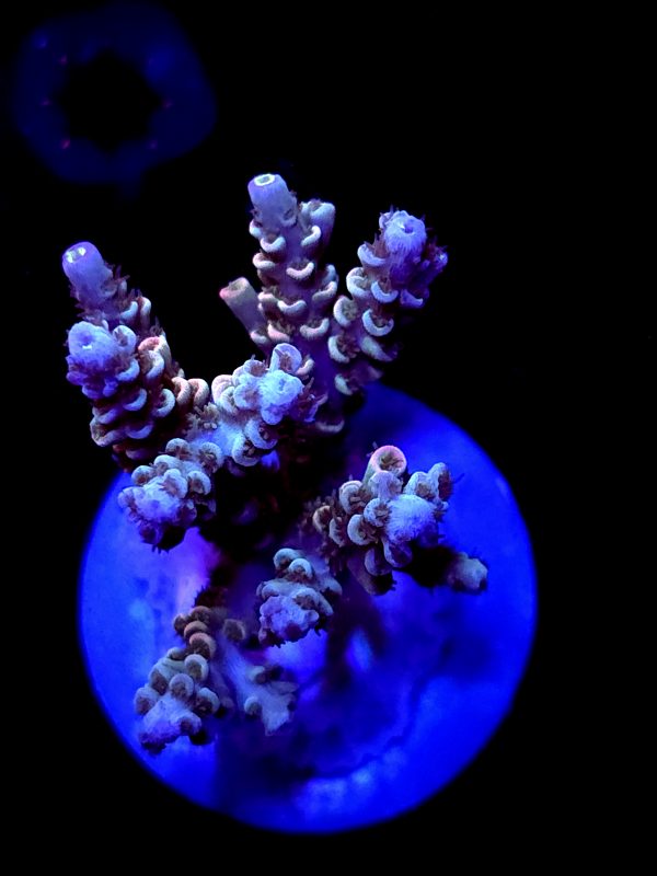 SBB "Gum Drop Glow" Acro Medium Multibranch Colony