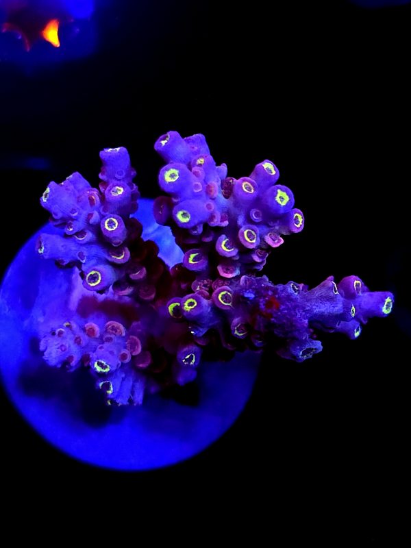 SBB "Inferno Eye" Acro Large Multibranch Colony