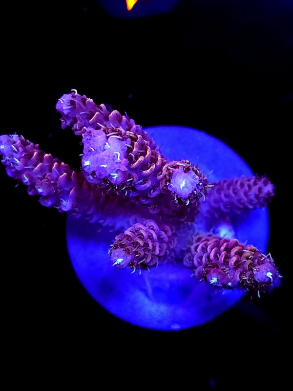 SBB "Snow Cone" Acro Large Multibranch Colony