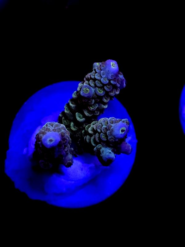SBB "Mystery Signature" Acro Medium 3 Branch Colony