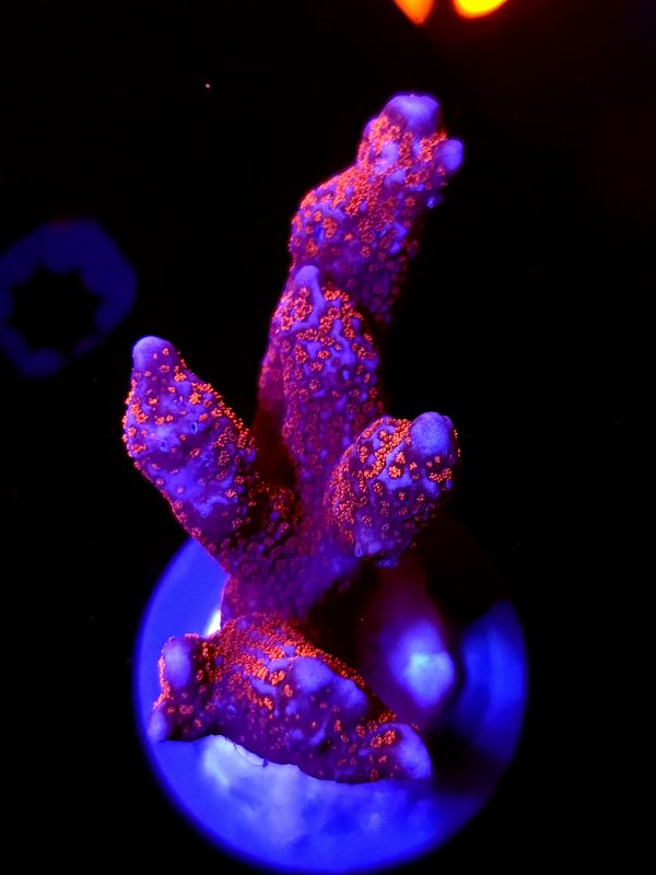 SBB "Bubble Digi" Acro Large Multibranch Colony