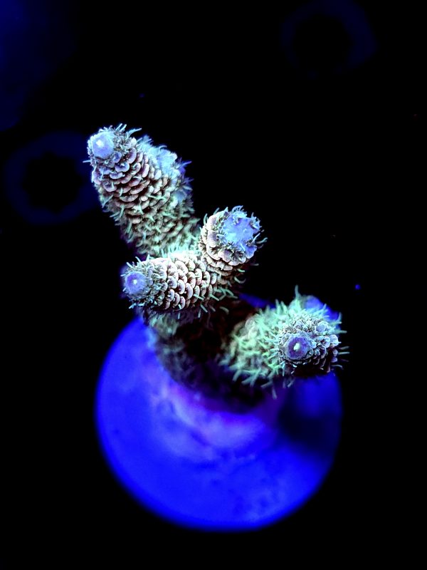 SBB "Pain Killer Punch" Acro Large 3 Branch Colony