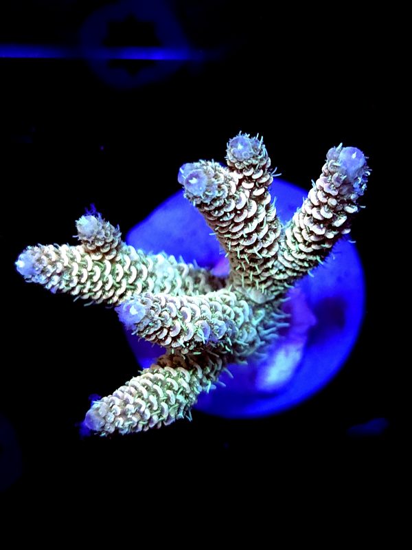SBB "Mystery Signature" Acro Large Colony