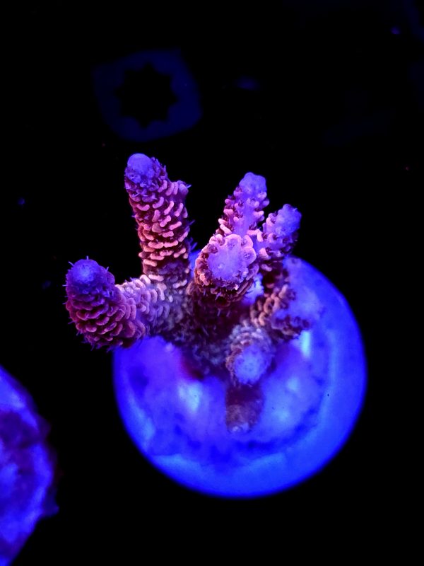 SBB "Double Rainbow" Acro Medium Multibranch Colony