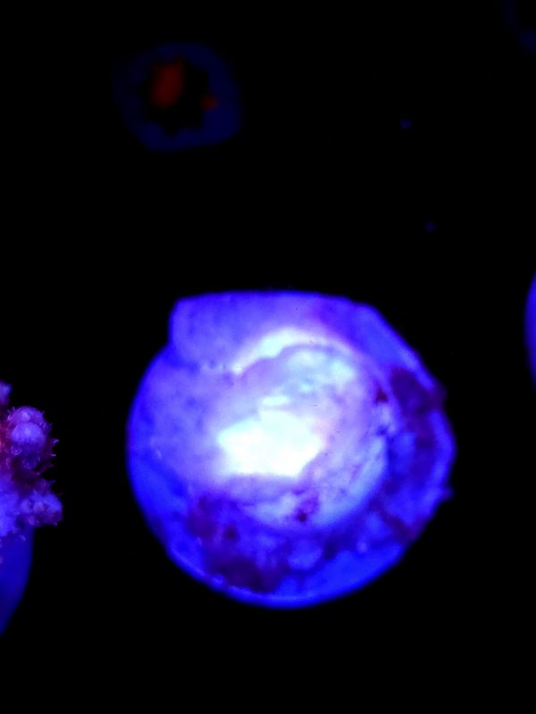 SBB "Snow White" Acro Large Multibranch Colony