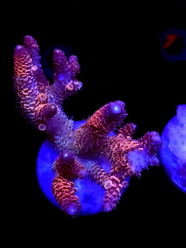 SBB "Double Rainbow" Acro Large Multibranch Colony