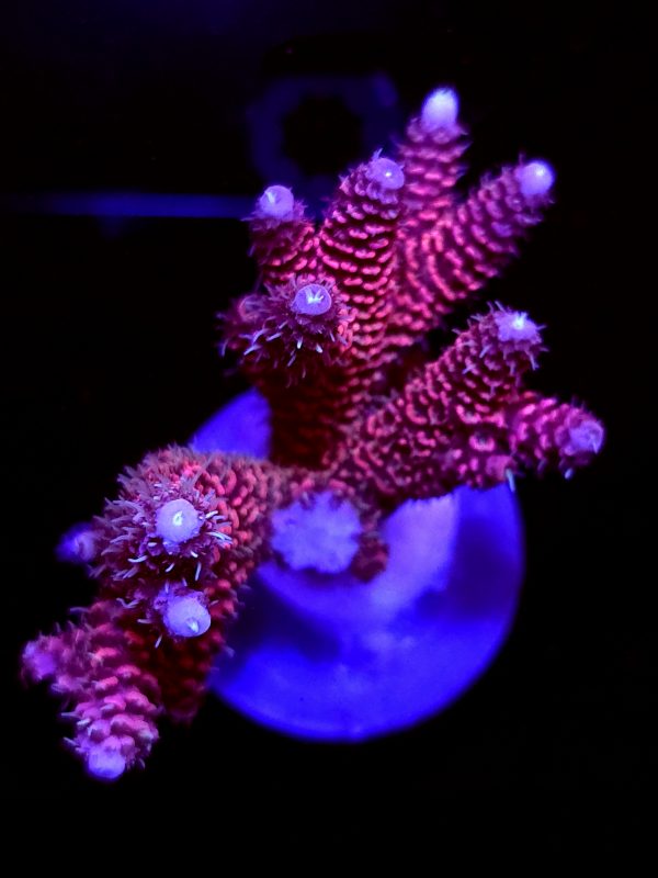 SBB "Solar Lava" Acro Large Multibranch Colony