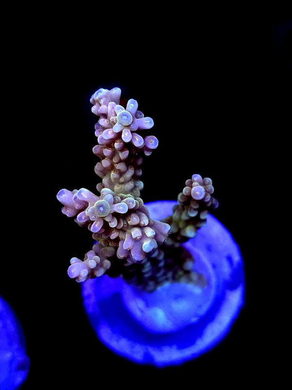 SBB "Banana Monkey" Acro Large 3+ Branch Colony