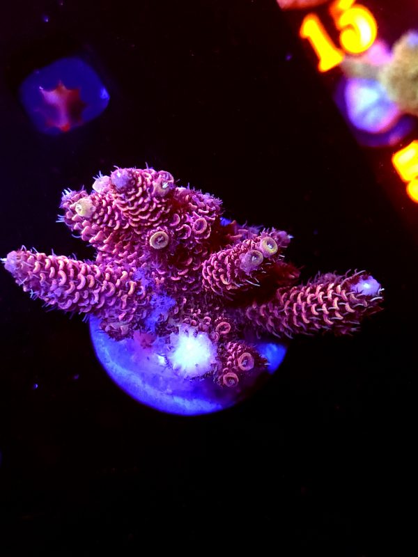 SBB "Mystery Signature" Acro Large Multibranch Colony