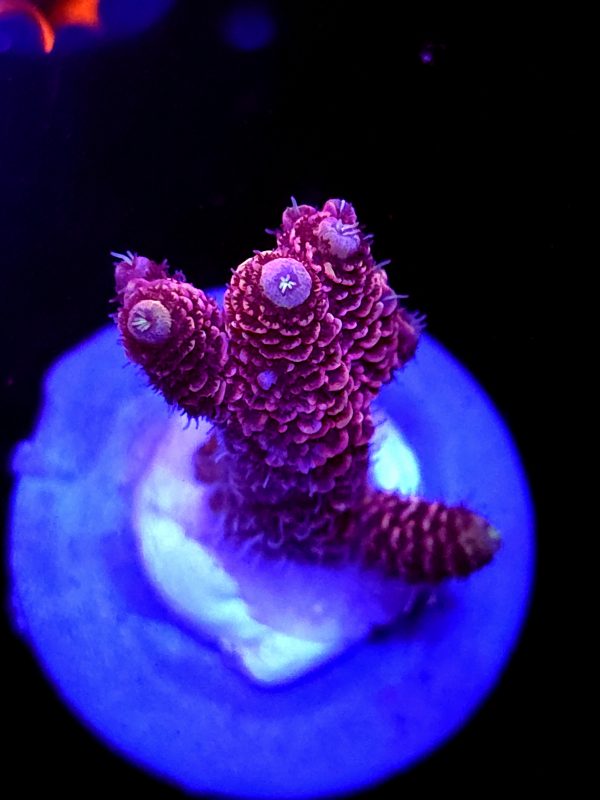 SBB "Snow Cone" Acro Medium Mini Colony