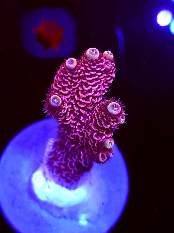 SBB "Snow Cone" Acro Large Branch Colony