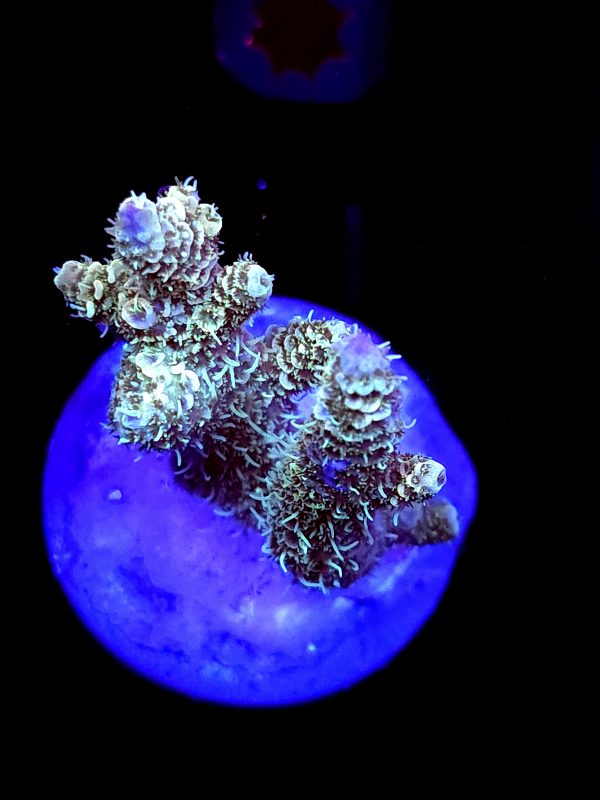 SBB "Pain Killer Punch" Acro Medium 2 Branch Colony