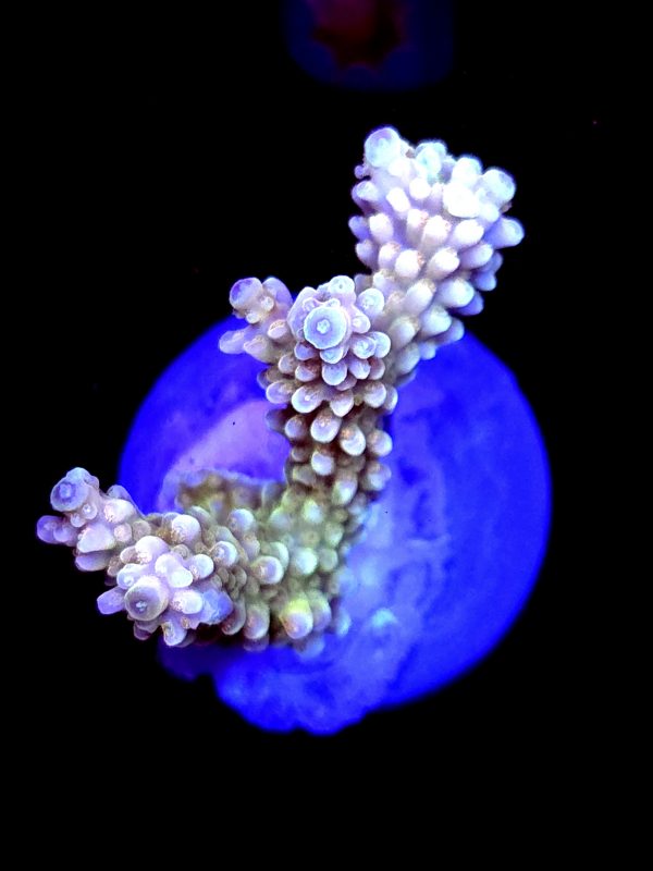 SBB "Banana Monkey" Acro Medium 2 Branch Colony
