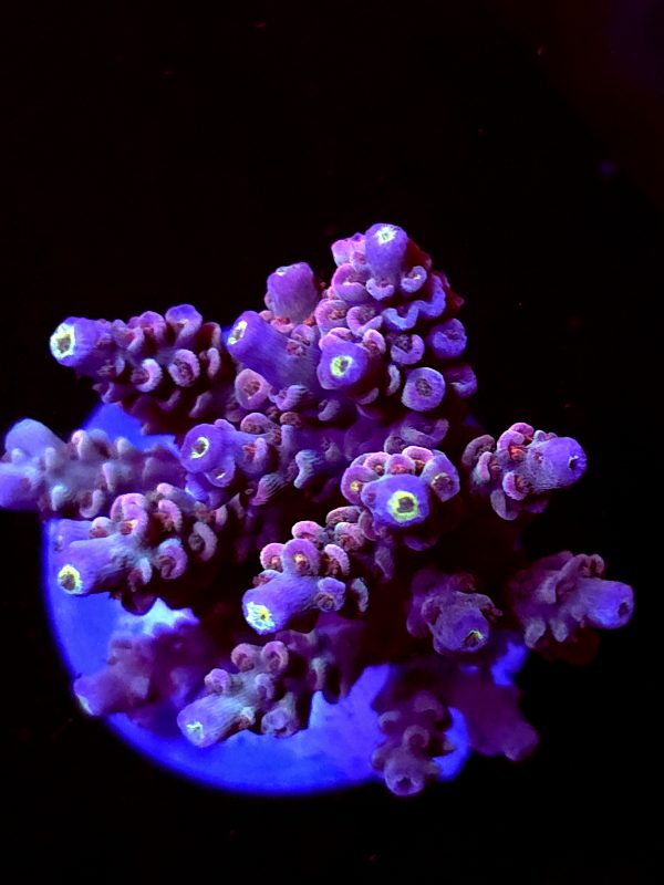 SBB "Jelly Twist" Acro Large Multibranch Colony