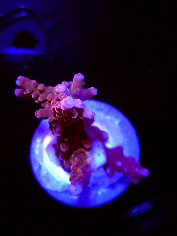 SBB "Mystery Signature" Acro Medium Colony