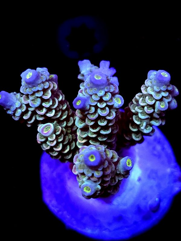 SBB "Dream Bear" Acro Large 5 Branch Colony