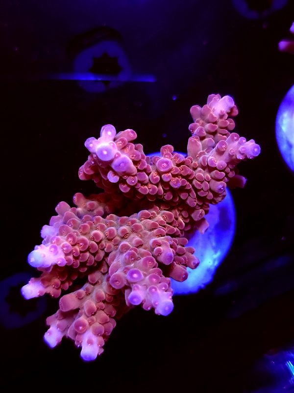 SBB "Afterburner" Acro xLarge Chunky Colony