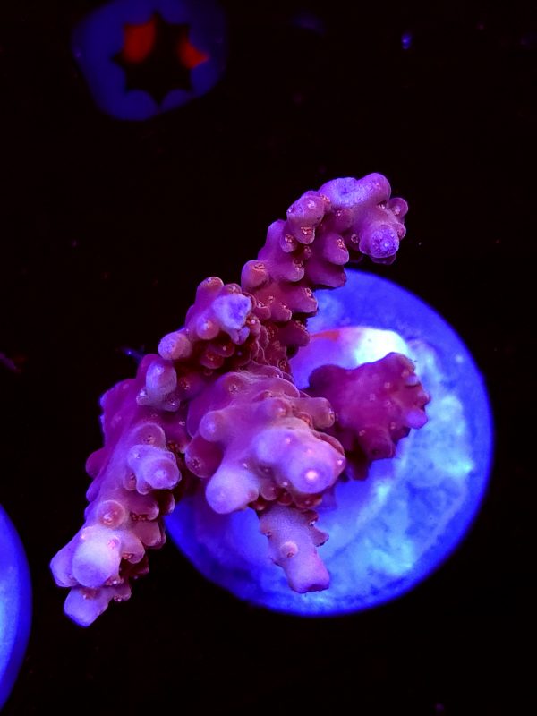 SBB "Afterburner" Acro Large Multibranch Colony