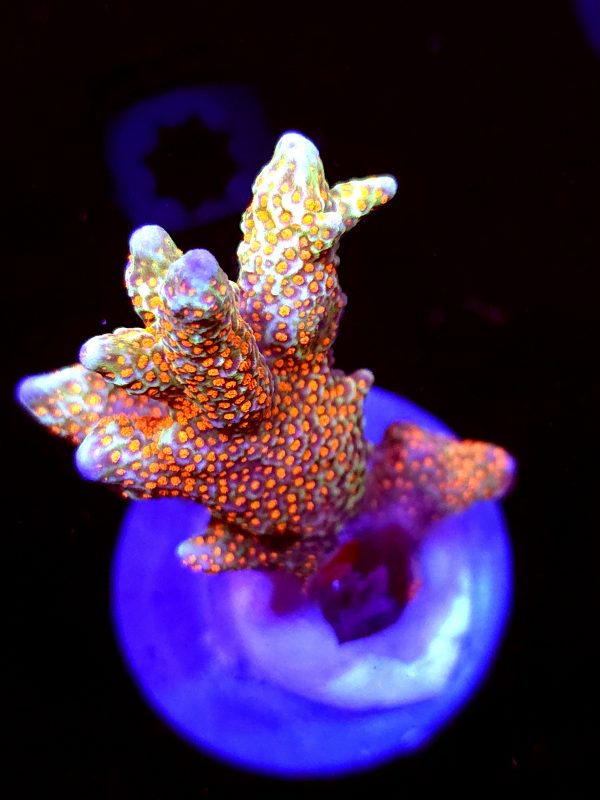SBB "Bubble Digi" Acro Large Multibranch Colony