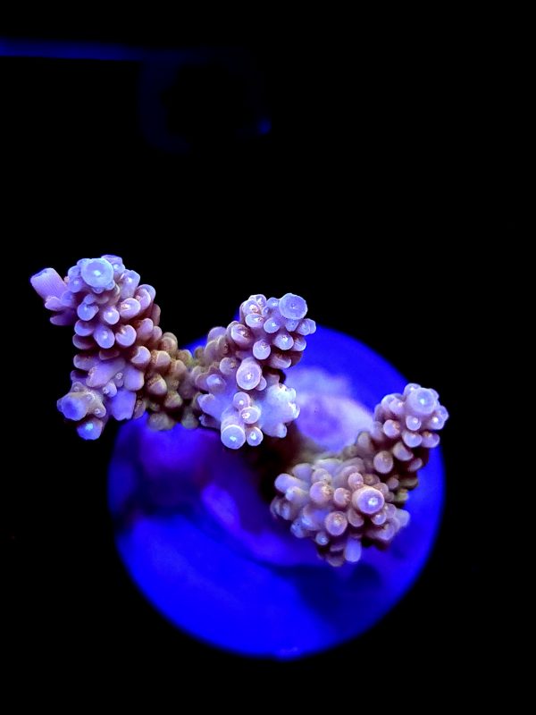SBB "Banana Monkey" Acro Large 2 Branch Colony