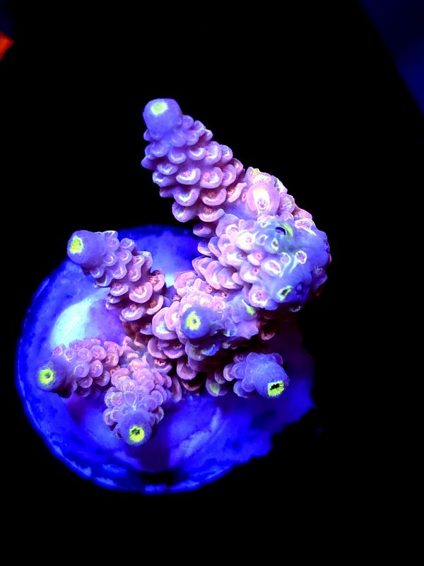 SBB "Fire Og" Acro Medium Multibranch Colony