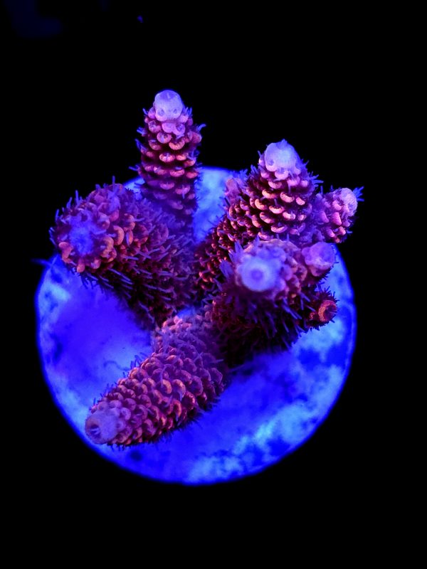 SBB "Snuggle Berry" Acro Medium Multibranch Colony