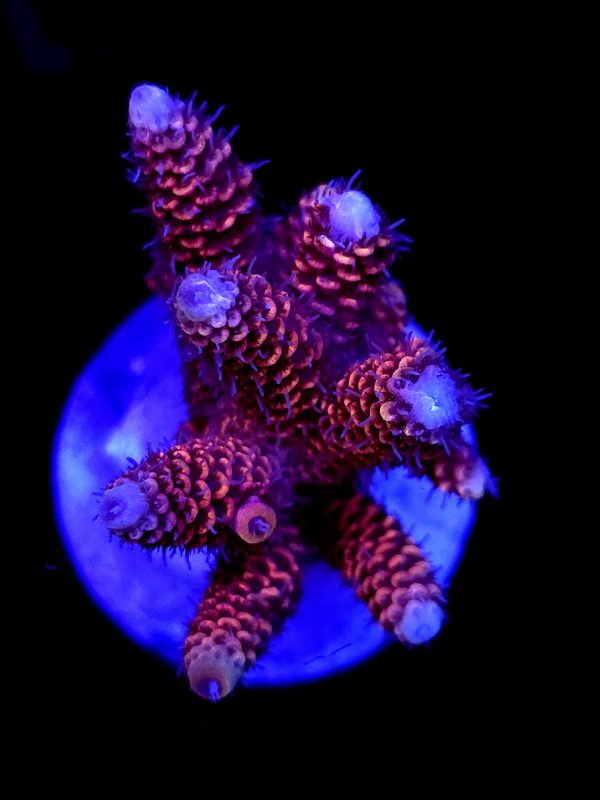 SBB "Mystery Signature" Acro Medium Multibranch Colony