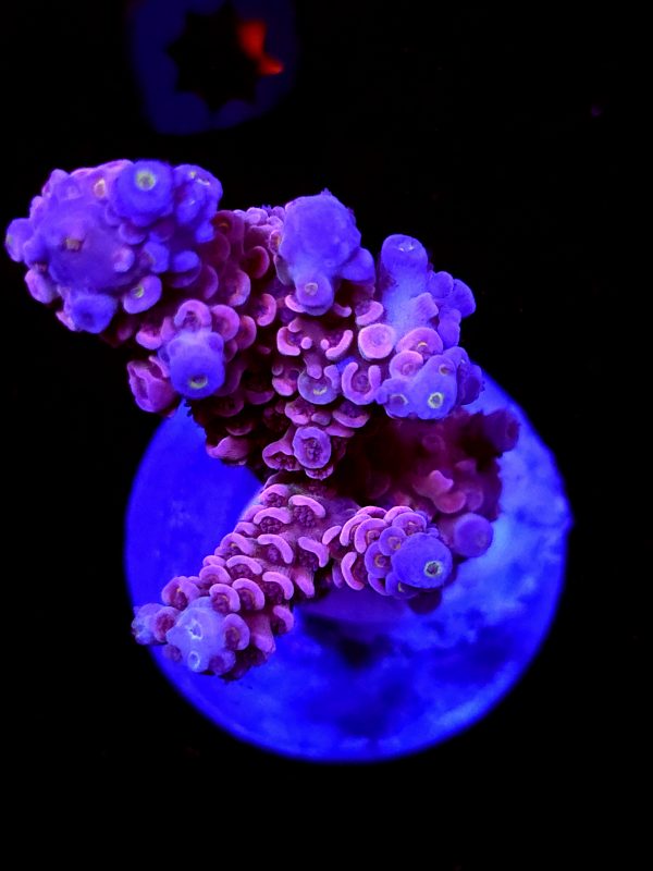 SBB "Bubblegum Panda" Acro Large Colony