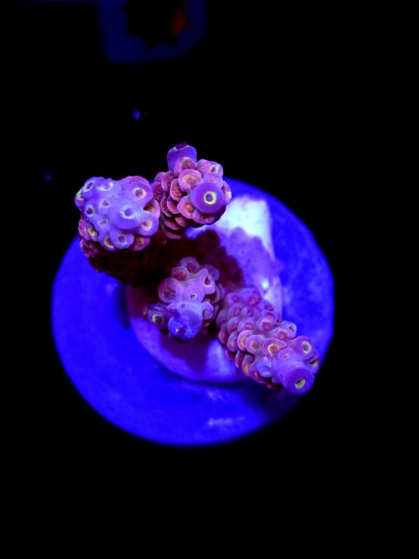 SBB "Molten Eye" Acro Medium 3 Branch