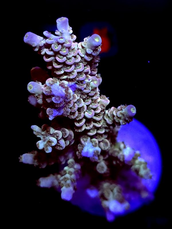 SBB "Star Pop" Acro Xlarge Multibranch Colony