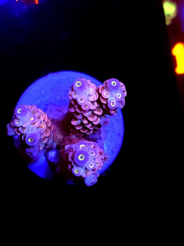 SBB "Molten Eye" Acro Medium 3 Branch