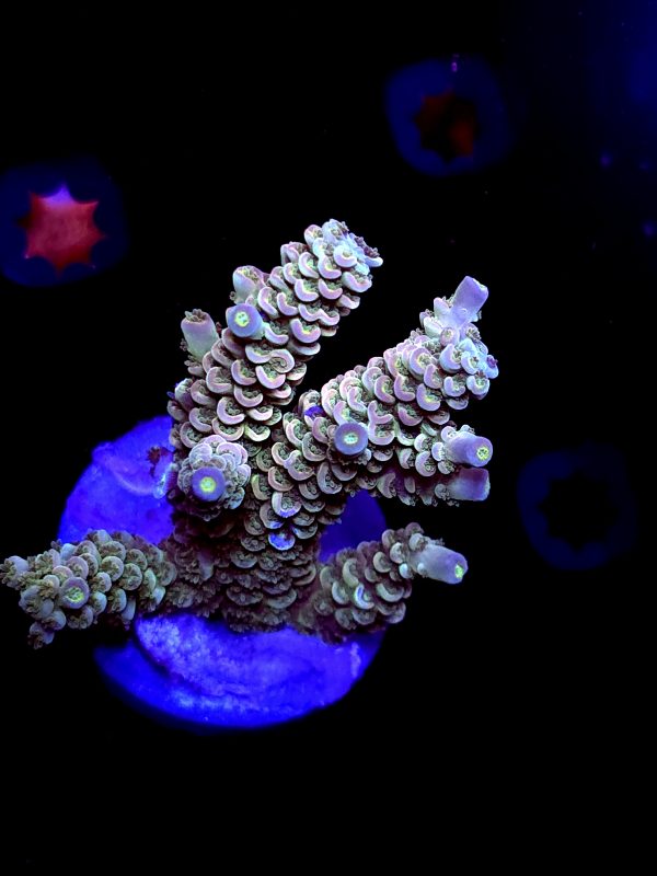 SBB "Star Pop" Acro large Multibranch Colony